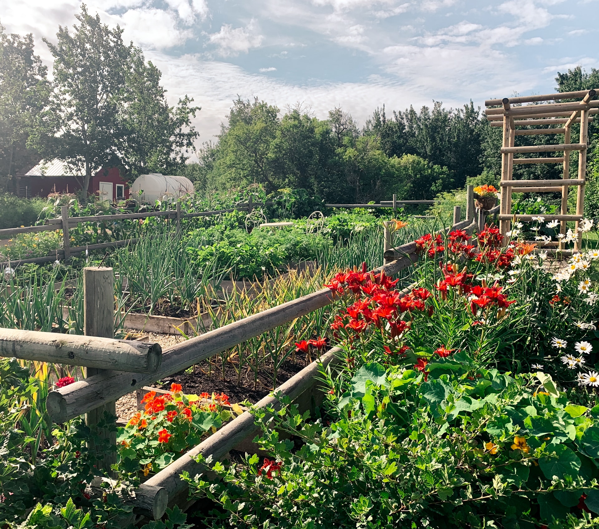 A lovely garden with red and white flowers and a barn in the distance